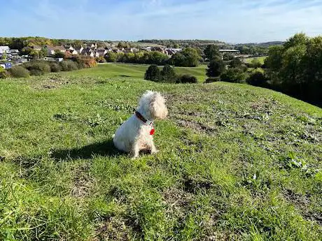Photo de Teletubby Hill