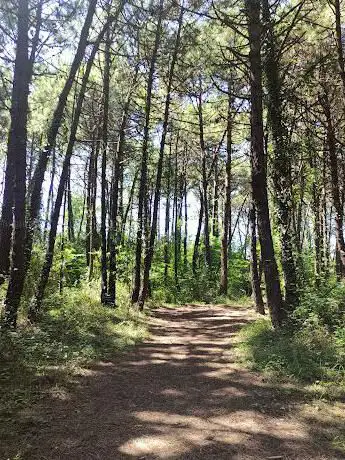 Photo de Senda por Los Pinares de Liencres