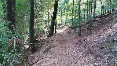 Waldpfad In Zwei Ebenen