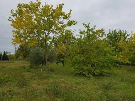 Bosco di Topolino