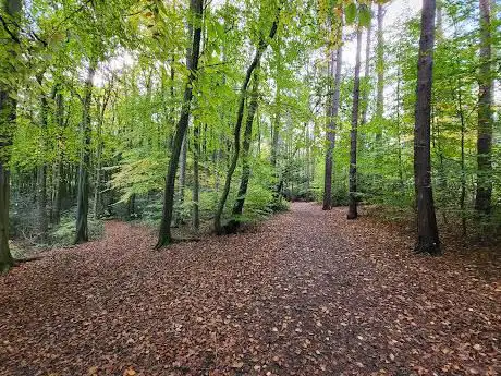 Jubilee Woods