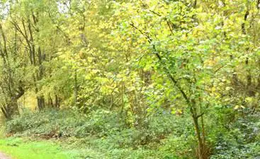 forêt de la Capelle