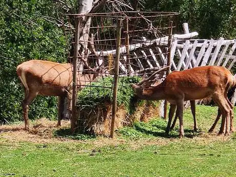 Cervi di Camposilvano