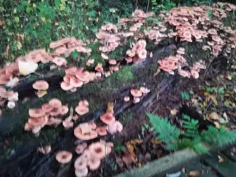 Boarshaw Clough Sculpture Trail