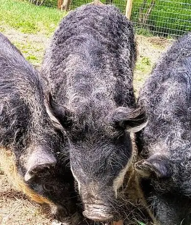 Réserve naturelle des Prés de la Lienne