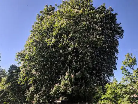 Photo de Russell Tree