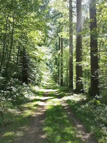 Photo de Forêt du Rocher Royal