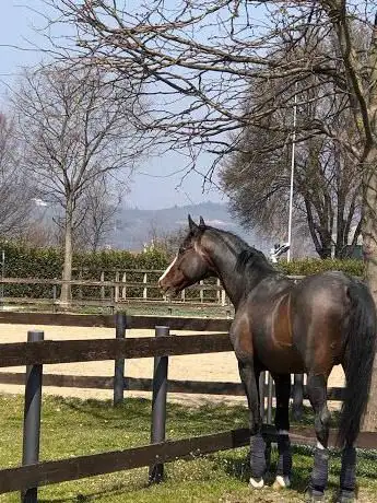 Photo de Centro Equestre Bresciano-Dressage-Chiari