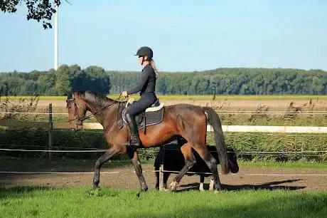 Merel Tielen Horses