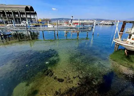 Arona