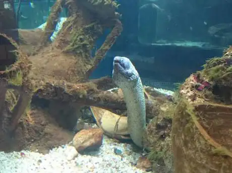 Mare Nostrum Aquarium