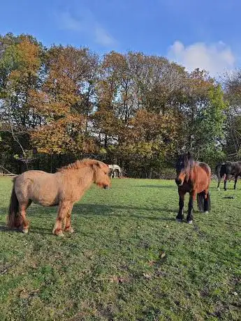 Photo de Les Chevaux des Preaux