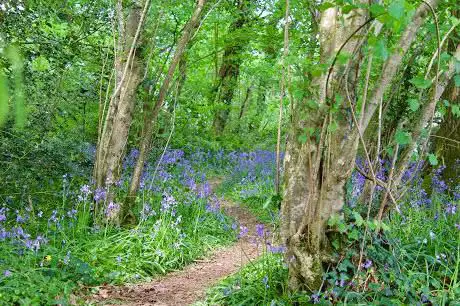 Bluebell Woods