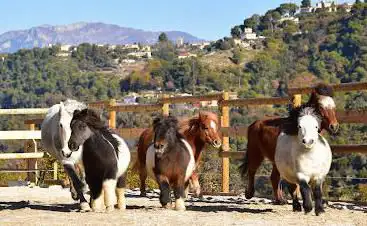 Sun Equitation