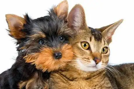 Photo de Clinica Veterinaria Savega