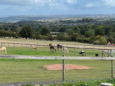 Photo de Severn Valley Alpacas