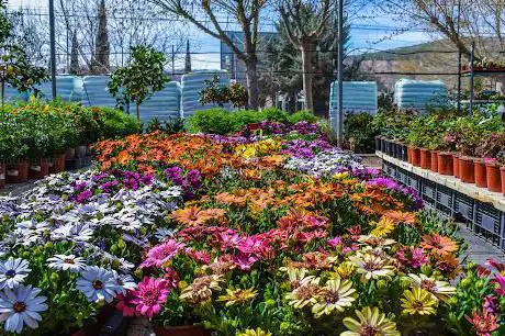 Photo de JardinerÃa Azahar - Vivero Rodriguillo