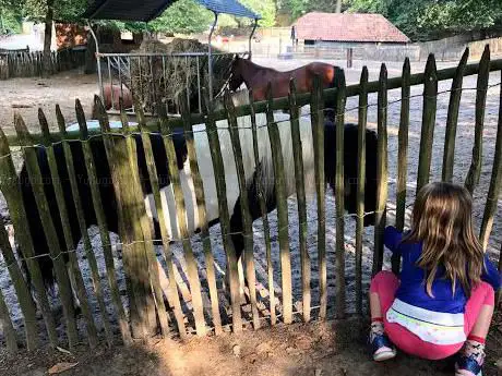 Kinderboerderij / Pony Express