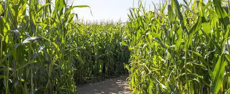 Photo de Writtle Maize Maze