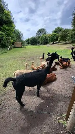 Photo de Woolville Alpacas