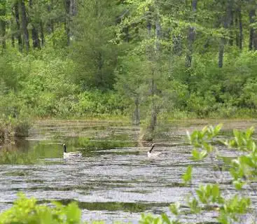 Photo de New Jersey Pinelands National Reserve
