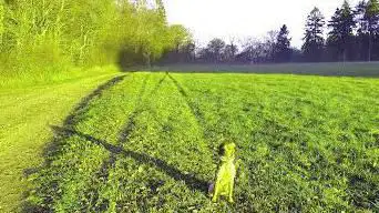 Photo de Sentier nature et forêt AARNESCHT