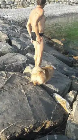 Photo de Spiaggia autorizzata per cani
