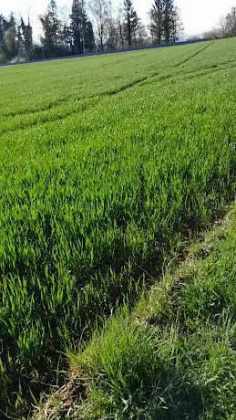 Rickenweiher