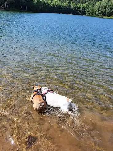 Hundebereich
