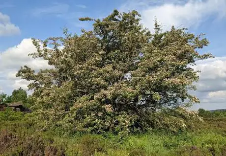 Photo de Minnie's Tree