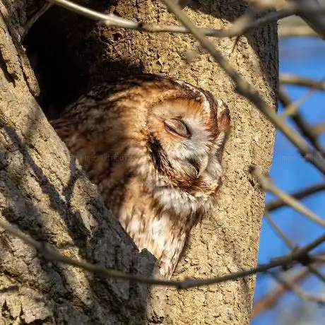 Photo de The Crosspool Owl