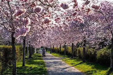Kirschblüten Allee