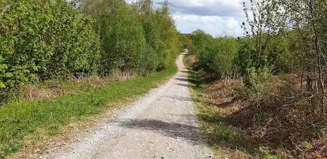 Briton Ferry Forest