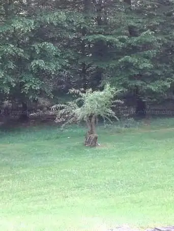 Office National des Forêts (O.N.F)