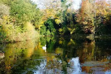 Photo de Shere Woodlands