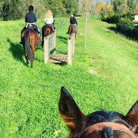 Un Cavallo Per Amico