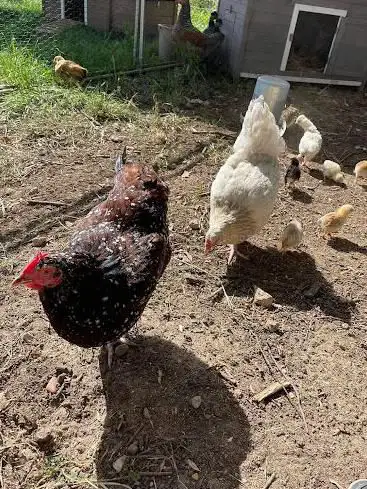Ferme pédagogique des grées du Lou