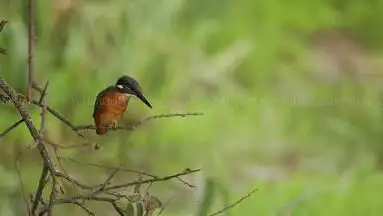 Site d'observation des oiseaux
