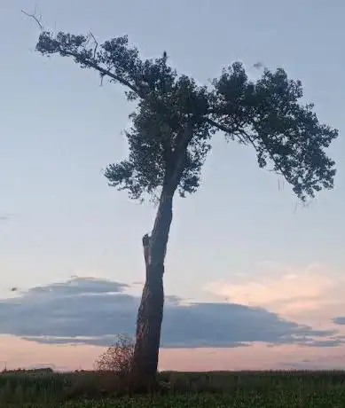 Arbre du Diquet