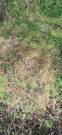 O muÃÂño de Xacobe