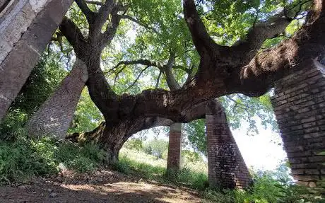 Photo de Quercia Del Cancellone