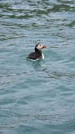 Photo de Pembrokeshire Boat Charters