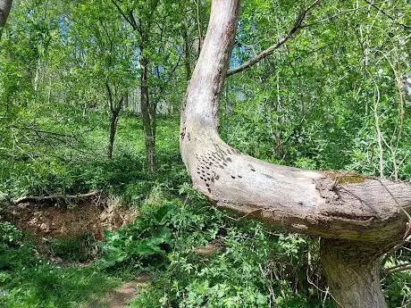 Micklefield Lucky Tree
