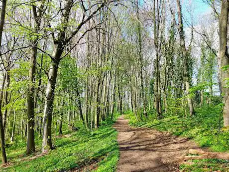 Imstenraderbos