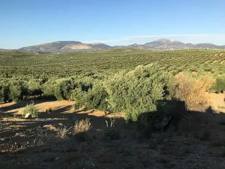 Photo de Nuevo Park