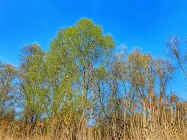 Réserve biologique dirigée de Lauterbourg