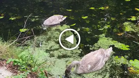 Metal Box Pond
