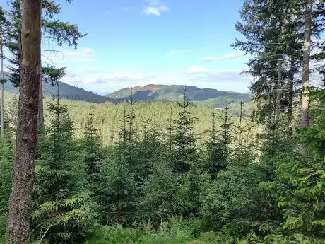 Photo de Craigvinean Forest