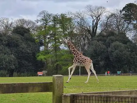 Photo de Fota Wildlife Park