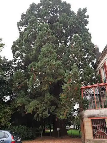Sequoa